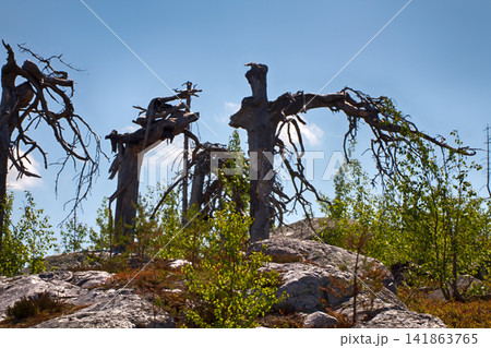 dark mountain forest near the Arctic circle. dark mountain forest near the Arctic circle. 141863765