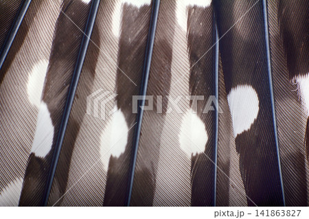 Primaries feathers of Great spotted woodpecker macro 141863827