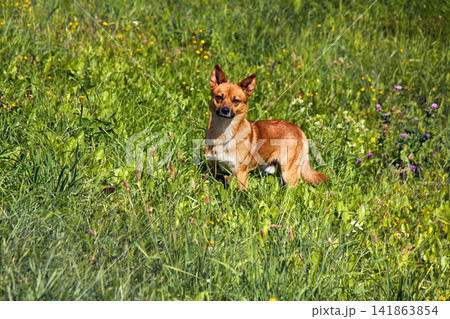 small mongrel dog on walk in meadow 141863854
