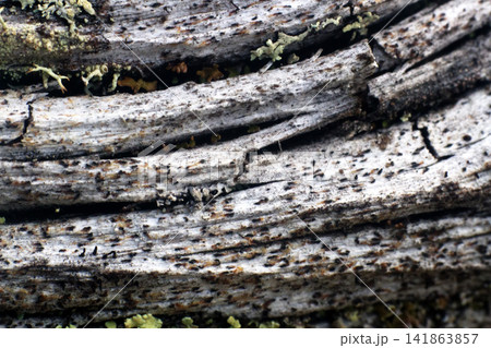 wood macro background. wood macro background. 141863857