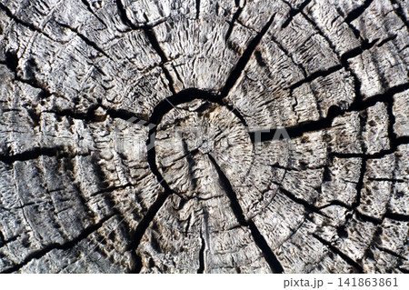 wood macro background. wood macro background. 141863861