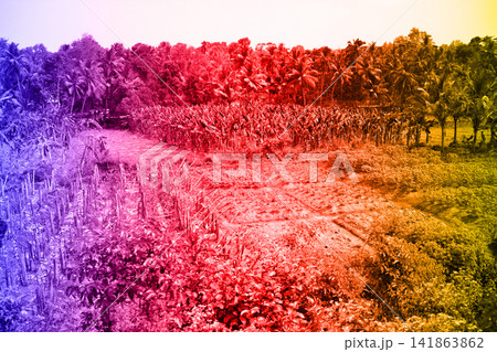 Tropical landscapes, palm groves, rice fields, farmlands with tropical colors Tropical landscapes, palm groves, rice fields, farmlands with tropical colors 141863862