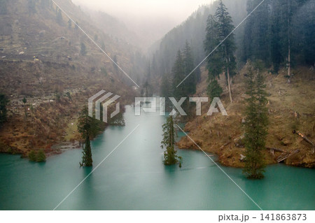 Himalayan firs and Himalayan spruce in lake. Flooded forest Himalayan firs and Himalayan spruce in lake. Flooded forest 141863873