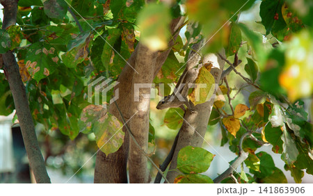 Indian palm squirrel Indian palm squirrel 141863906