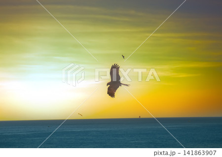 The sea eagles. Kites over the Indian ocean The sea eagles. Kites over the Indian ocean 141863907