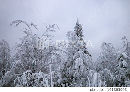 Wood is filled with snow, snowcap on branches og fir-trees Wood is filled with snow, snowcap on branches og fir-trees 141863908