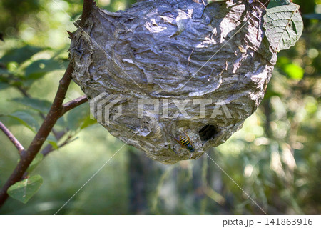 Round nest of paper wasp on branch (live) Round nest of paper wasp on branch (live) 141863916