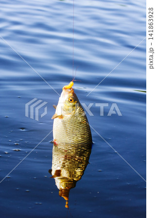 Rudd caught on a white worm Rudd caught on a white worm 141863928