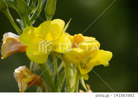 mullein in late summer 141863981