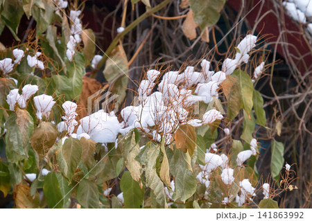 Sudden cold, wet snow fell on yellow grass and trees Sudden cold, wet snow fell on yellow grass and trees 141863992