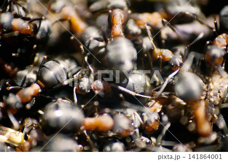 ants moving in anthill Marco 141864001