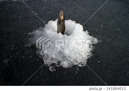 Spring fishing. Grayling fishing from melted ice hole 141864013