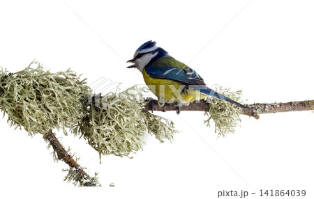 titmouse 13 titmouse 13 141864039