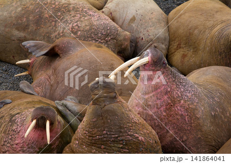 Life Atlantic walruses at haul out sites is (at most) of sleep and small conflicts with neighbors Life Atlantic walruses at haul out sites is (at most) of sleep and small conflicts with neighbors 141864041