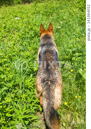 German shepherd on green grass in park German shepherd on green grass in park 141864052