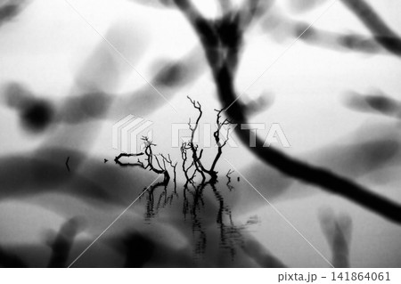 Artistic tree with reflection Artistic tree with reflection 141864061