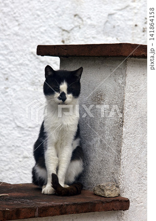 Poor skinny cat with asymmetrical black-and-white coloring Poor skinny cat with asymmetrical black-and-white coloring 141864158