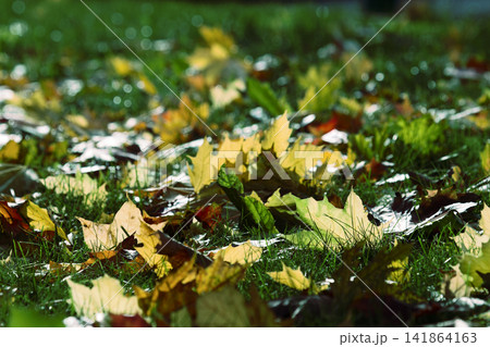 Autumn arrived in city, urban nature. Autumn arrived in city, urban nature. 141864163
