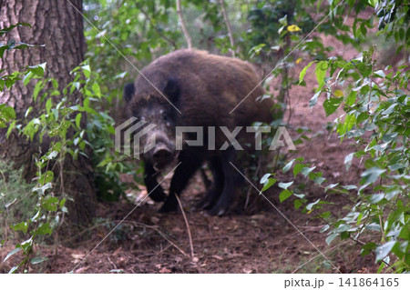 Wild boar 141864165
