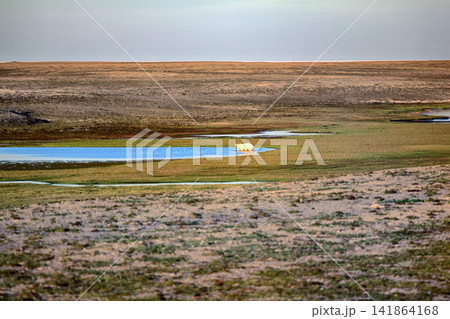 Polar bear in dark and lifeless Arctic desert. Polar bear in dark and lifeless Arctic desert. 141864168