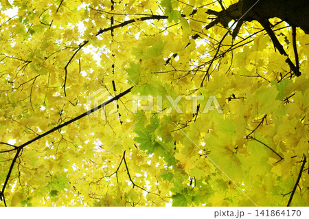 Autumn in the Park and on the streets Autumn in the Park and on the streets 141864170