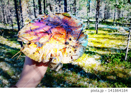 Autumn fly agaric in the hand of the traveler 141864184