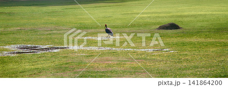 Sacred IBIS (Black ibis, Pseudibis papillosa) Sacred IBIS (Black ibis, Pseudibis papillosa) 141864200