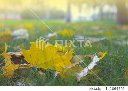 Autumn arrived in city, urban nature 141864203