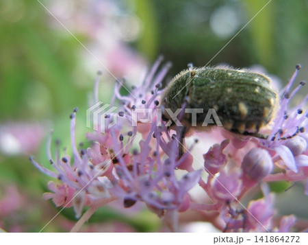 花にもぐる緑の昆虫 141864272