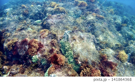 東京都伊豆諸島伊豆大島の日の出浜の海中に生息するサンゴ 東京都伊豆諸島伊豆大島の日の出浜の海中に生息するサンゴ 141864368