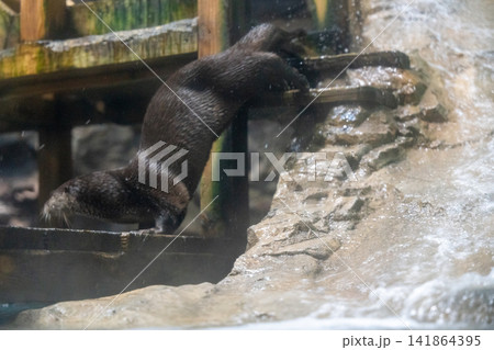 水辺を駆けるカワウソ 141864395