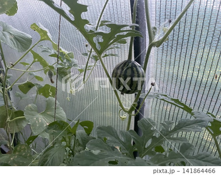 Young watermelon growing inside greenhouse summer 141864466