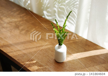 Close up of green plant in minimalist white vase interior decorated on wooden table with soft sunlight streaming through the white curtained window 141864604