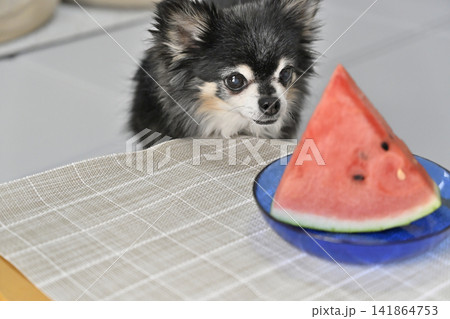 大好きなスイカを見つめる高齢犬 チワワ 夏素材 大好きなスイカを見つめる高齢犬 チワワ 夏素材 141864753