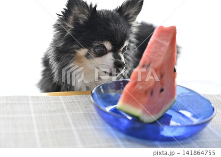 大好きなスイカを見つめる高齢犬 チワワ 夏素材 大好きなスイカを見つめる高齢犬 チワワ 夏素材 141864755
