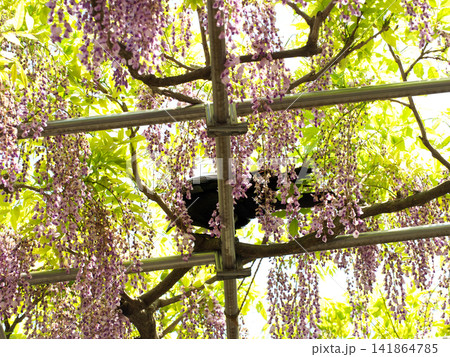 藤の花のある風景 藤の花のある風景 141864785