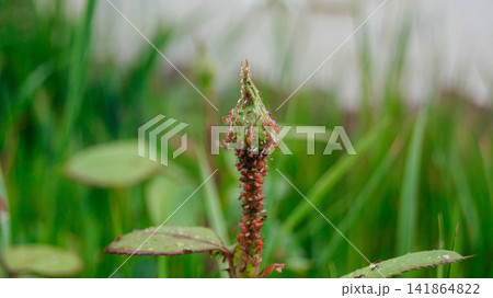 Colony of black aphids on a rose. Garden parasitic pests on a plant. The background.  141864822
