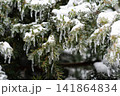 Snow-covered and icy spruce branches.  141864834