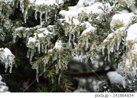 Snow-covered and icy spruce branches.  141864834