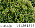 Boxwood bush close-up. Park decor.  141864848