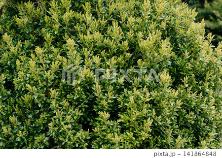 Boxwood bush close-up. Park decor. Boxwood bush close-up. Park decor. 141864848