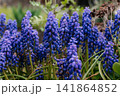 Blue muscari flowers close up. Early spring flowers.  141864852
