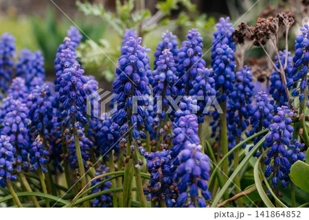 Blue muscari flowers close up. Early spring flowers. Blue muscari flowers close up. Early spring flowers. 141864852