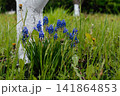 Blue muscari flowers under a tree in the garden. Early spring flowers.  141864853