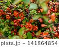 Close-up of bright orange Japanese quince (Chaenomeles japonica) flowers blooming on a branch in spring. Vibrant ornamental shrub with fresh green leaves and soft blurred garden background. Natural 141864854