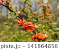 Close-up of bright orange Japanese quince (Chaenomeles japonica) flowers blooming on a branch in spring. Vibrant ornamental shrub with fresh green leaves and soft blurred garden background. Natural 141864856