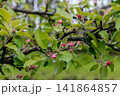 Close-up of apple tree branches with pink flower buds and fresh green leaves in a spring orchard. Natural seasonal background symbolizing blooming, gardening, agriculture, fruit production, and new 141864857