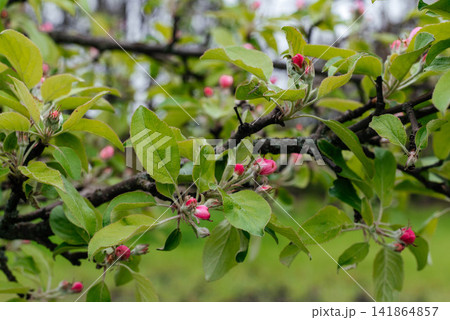 Close-up of apple tree branches with pink flower buds and fresh green leaves in a spring orchard. Natural seasonal background symbolizing blooming, gardening, agriculture, fruit production, and new 141864857