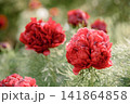 Close-up of blooming Paeonia tenuifolia Rubra Plena, a double red fernleaf peony, growing in a sunny garden. Rare ornamental perennial with feathery foliage, vibrant blossoms, and soft natural bokeh. 141864858