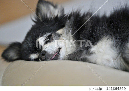 寝顔が可愛い高齢犬　チワワ　熟睡 141864860